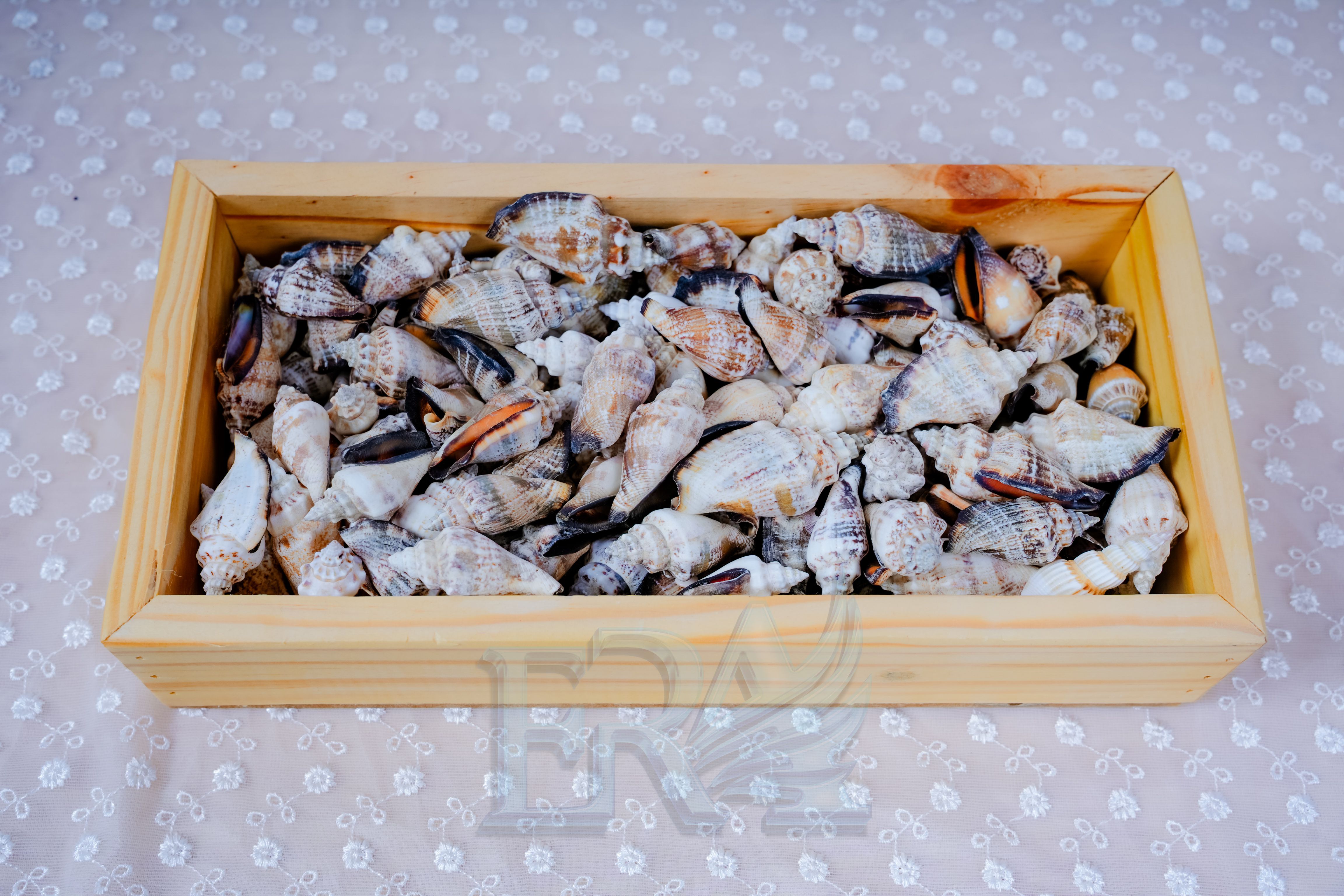 Vỏ Ốc Nhảy Đen Loại 1